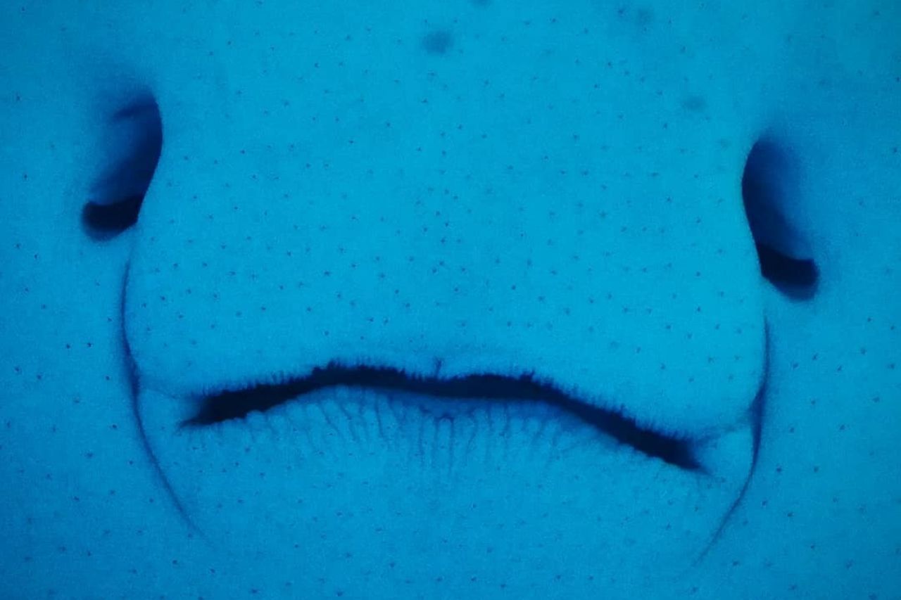 Sleighza 54512625 276876579895122 5235696348648658393 n