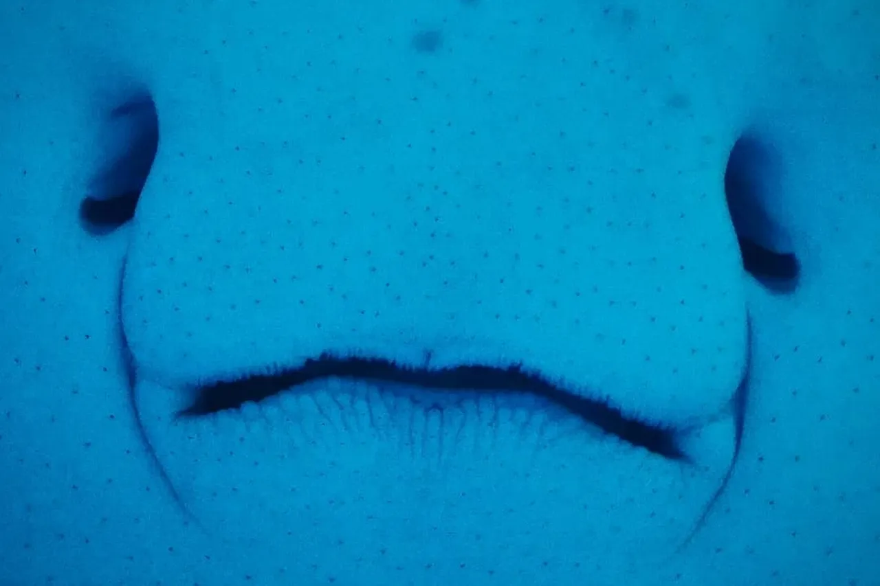 Sleighza 54512625 276876579895122 5235696348648658393 n