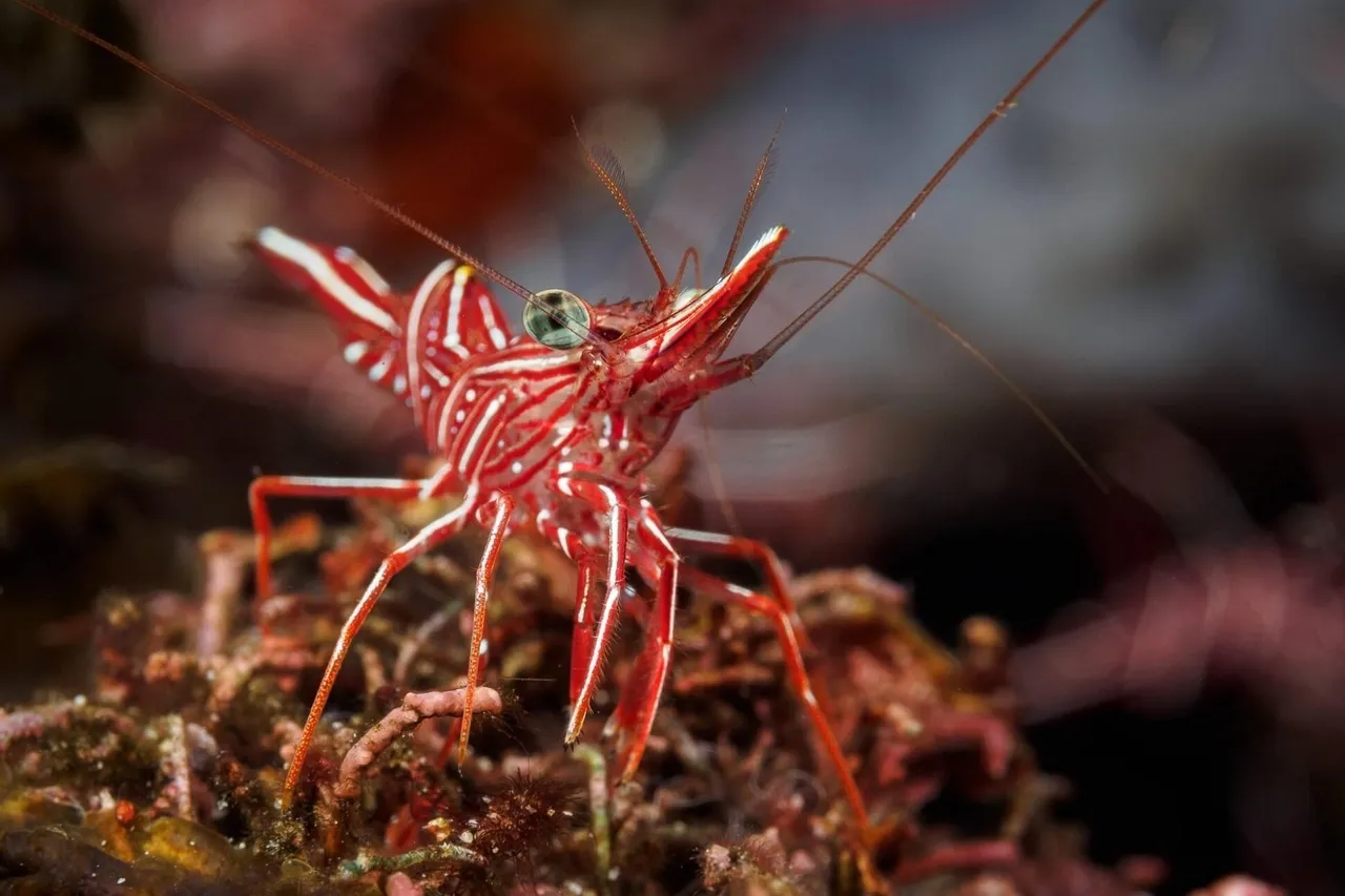 Rhynchocinetes durbanensis 30461937161