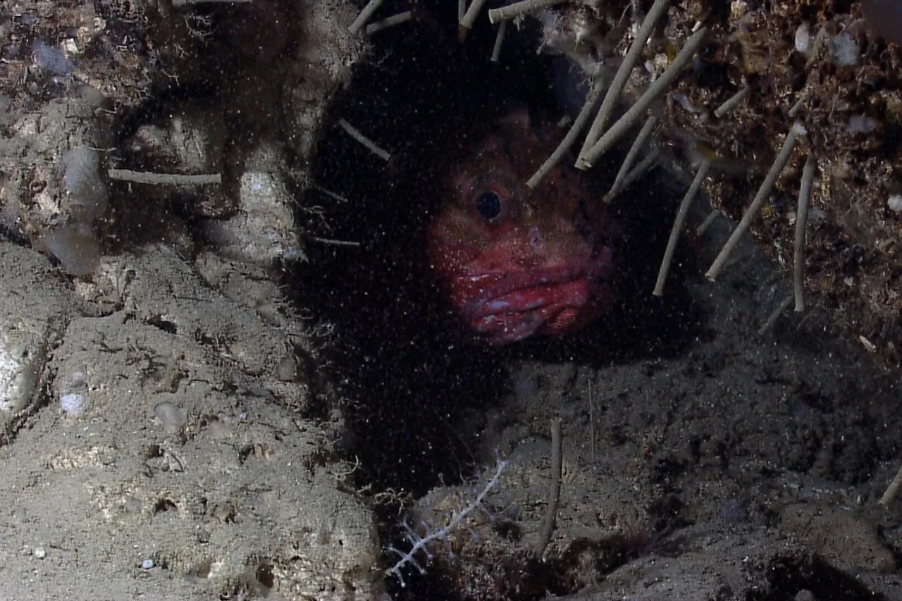 9734693927 0f810a63b3 o