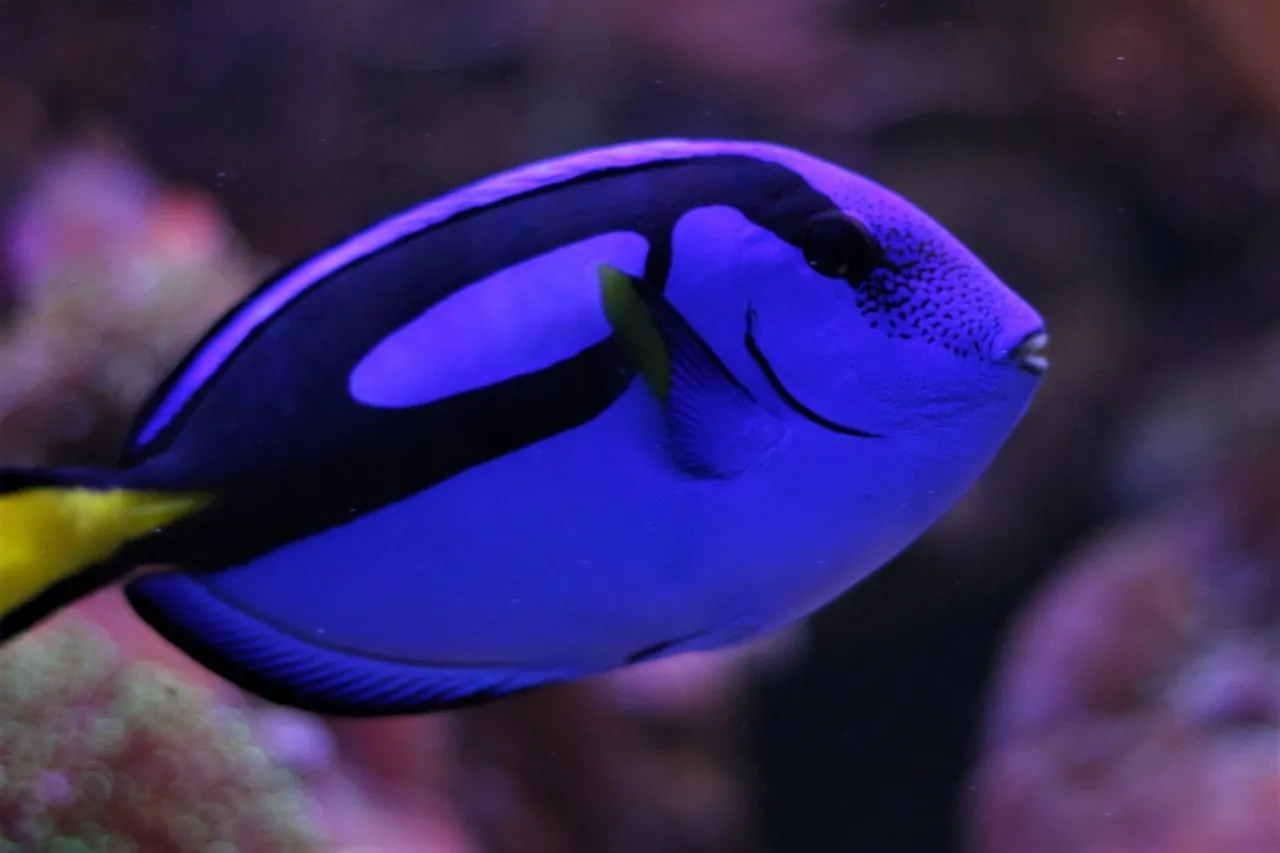 Royal blue tang