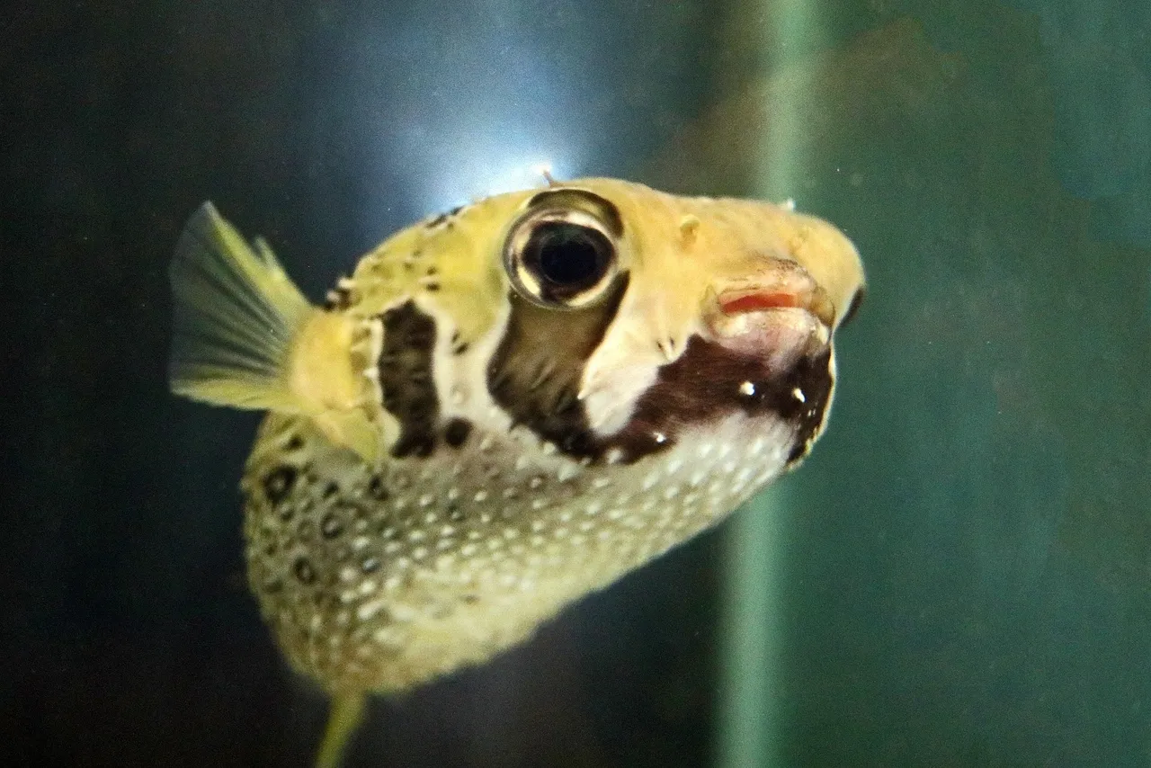 Shortspine porcupinefish