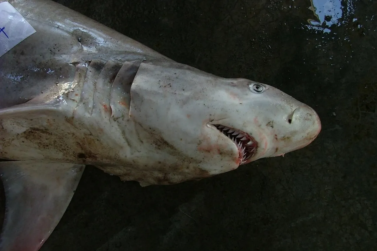 Hemipristis elongata phuket 2