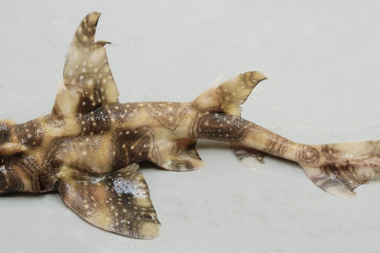 Heterodontus ramalheira