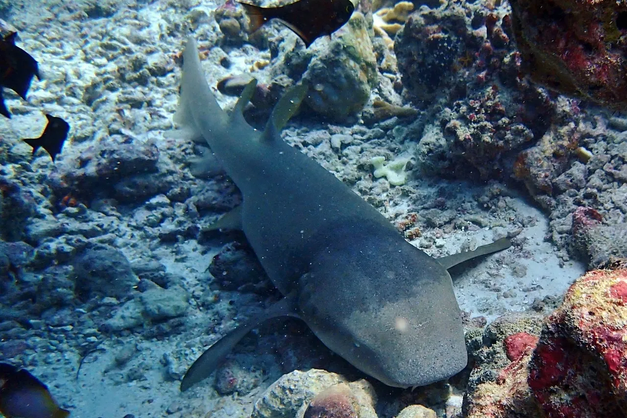 Ginglymostoma cirratum Maldives