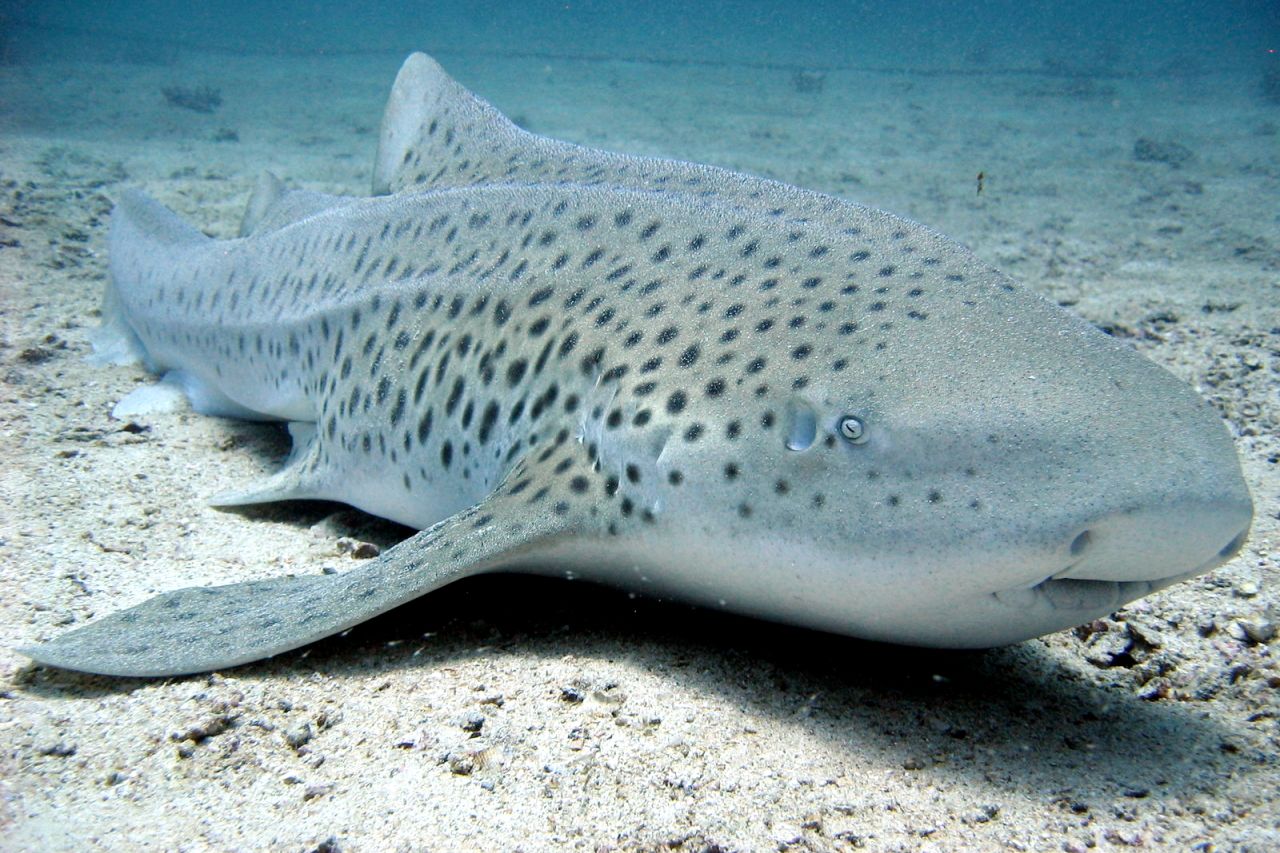 Stegostoma fasciatum thailand