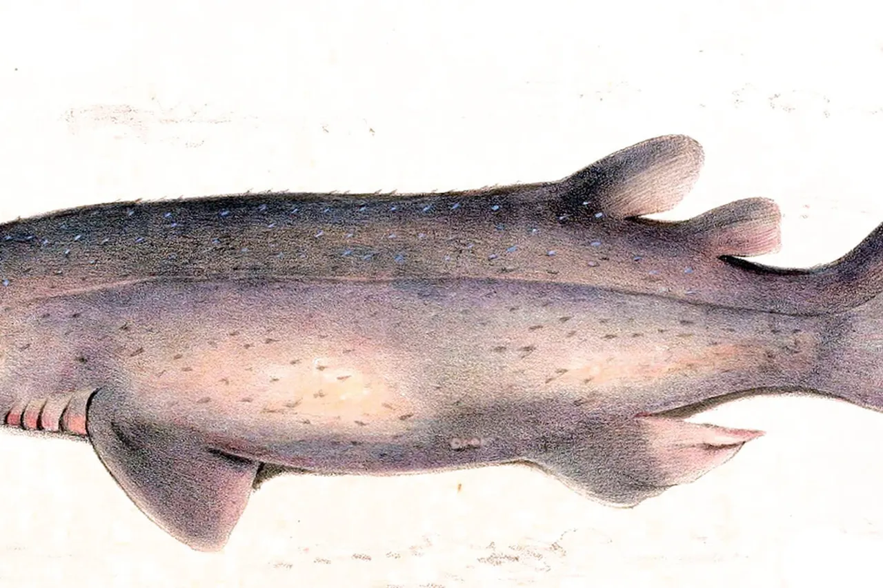 Echinorhinus brucus1