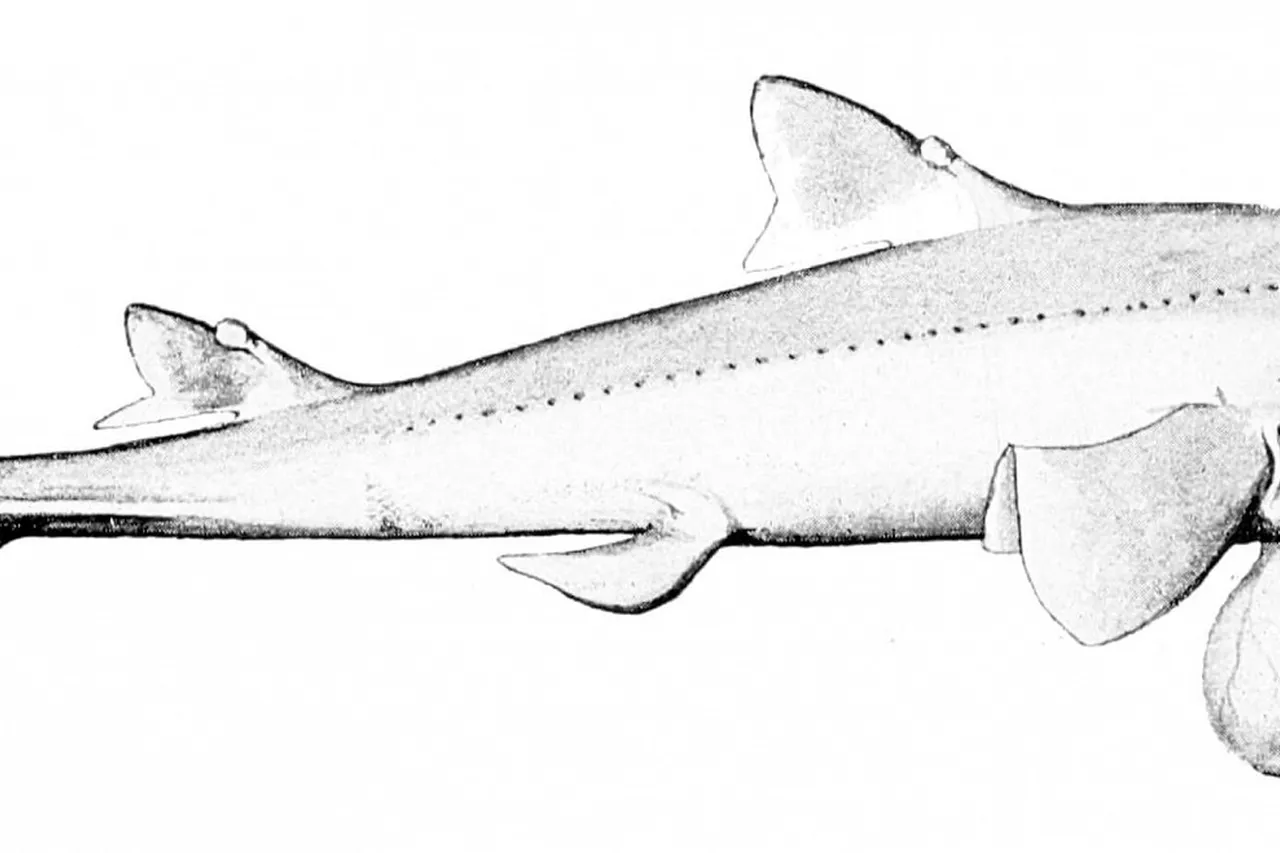 Squalus megalops