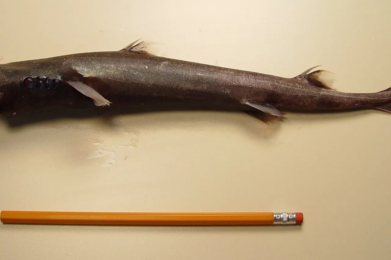 Smooth lanternshark nmfs