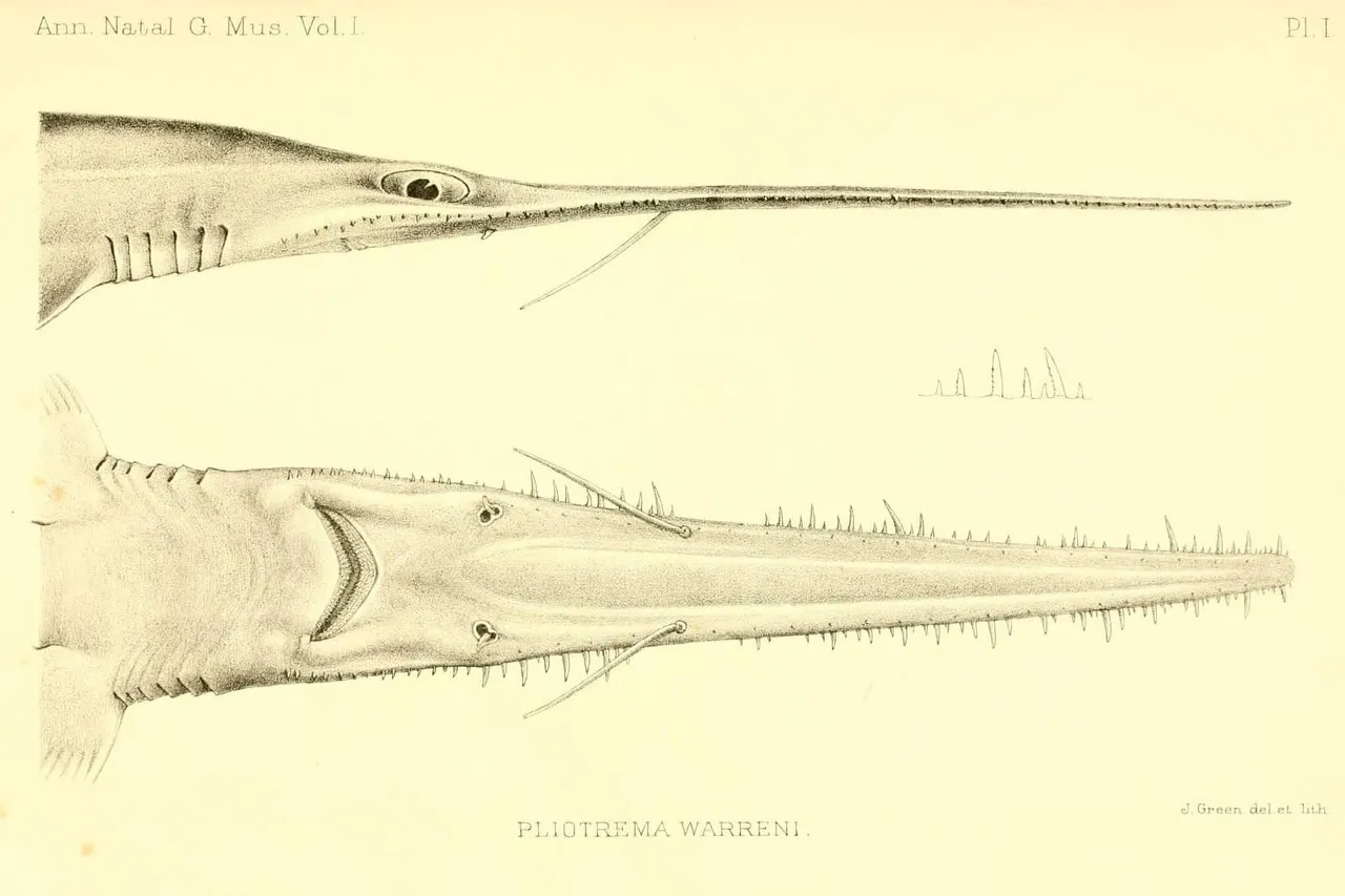 Pliotrema warreni REGAN 1906