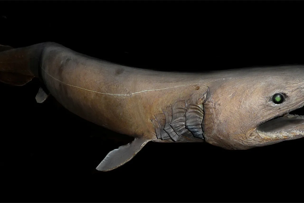 Chlamydoselachus anguineus2