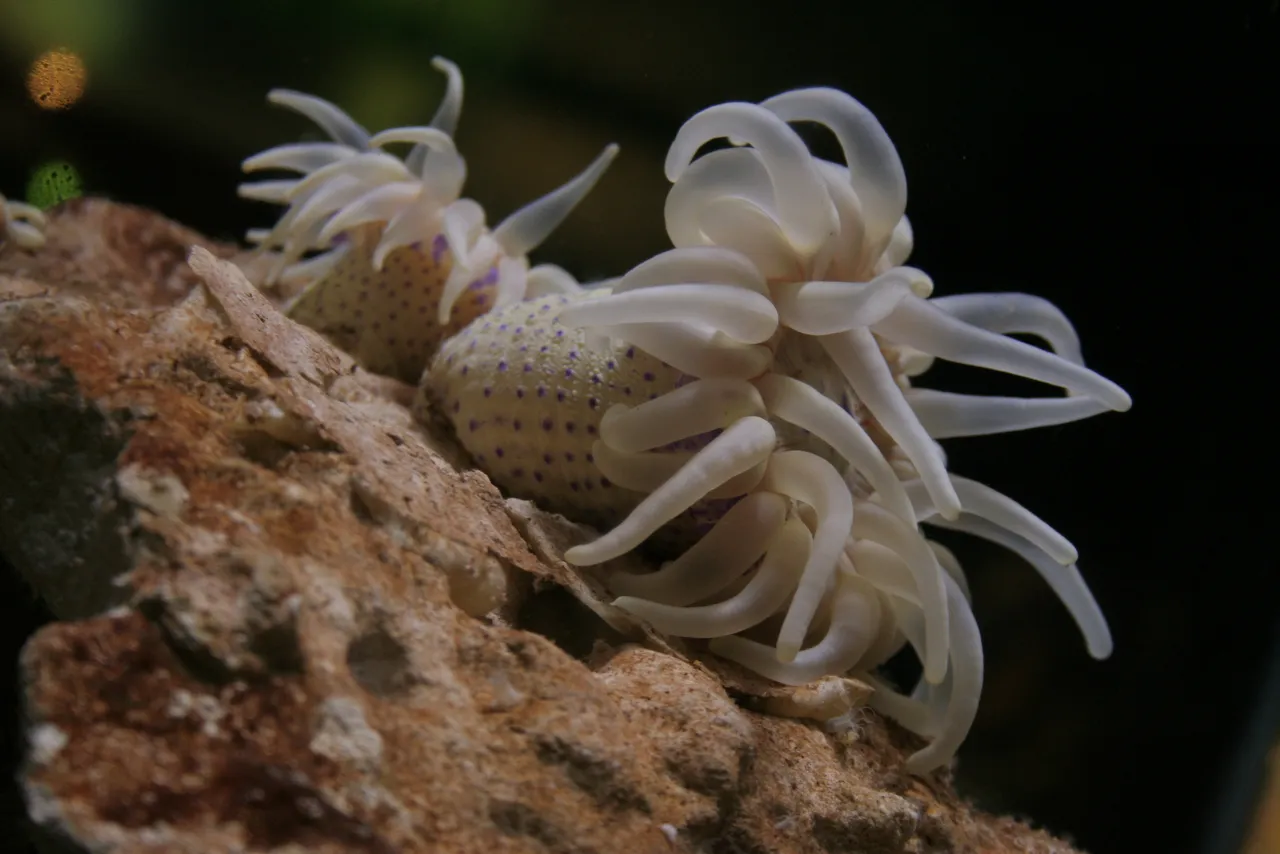Knobbly anemone
