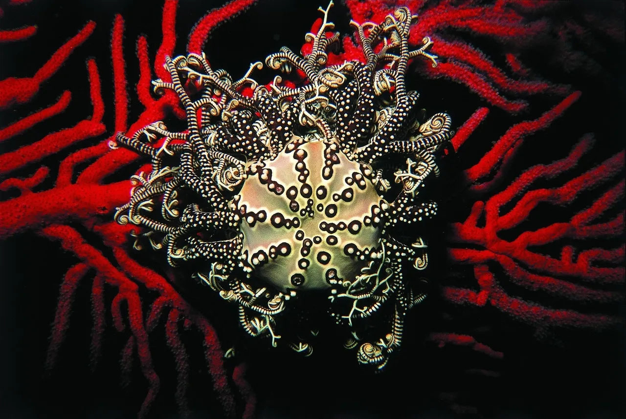 Basket star