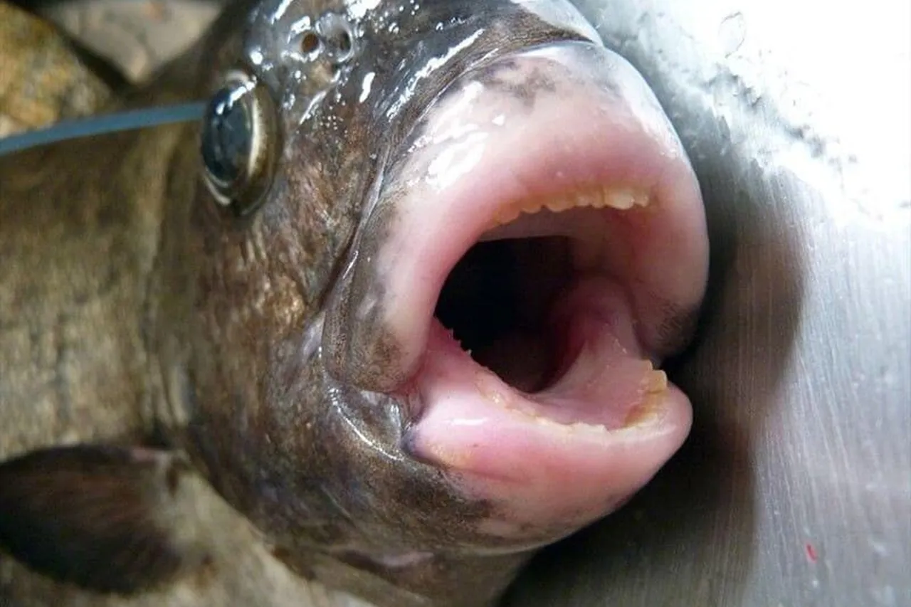 Galjoen damiendutoit cc byncsa 2 0