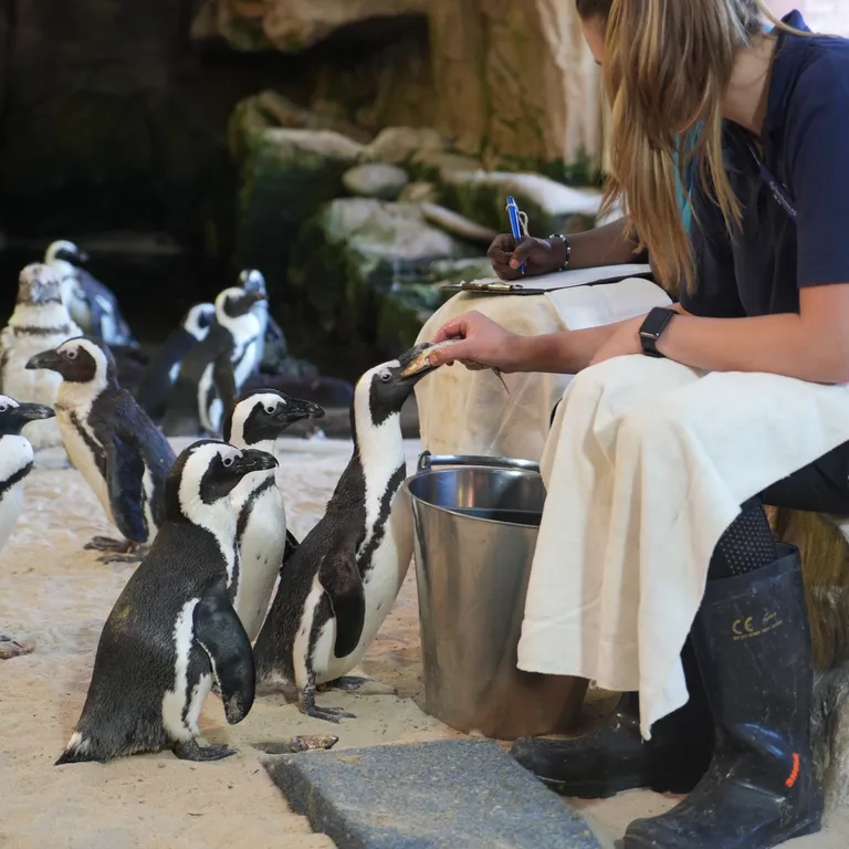 Penguin Exhibit