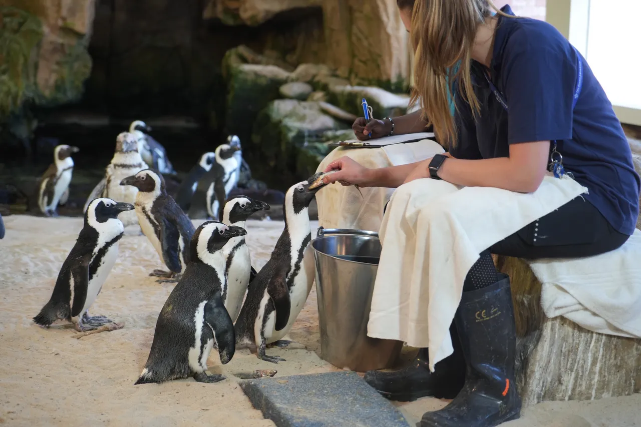 African penguin feeding time.