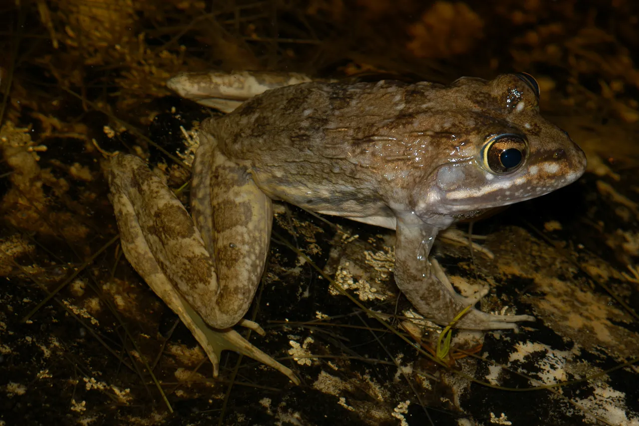 Cape River Frog 3 Amietia fuscigula