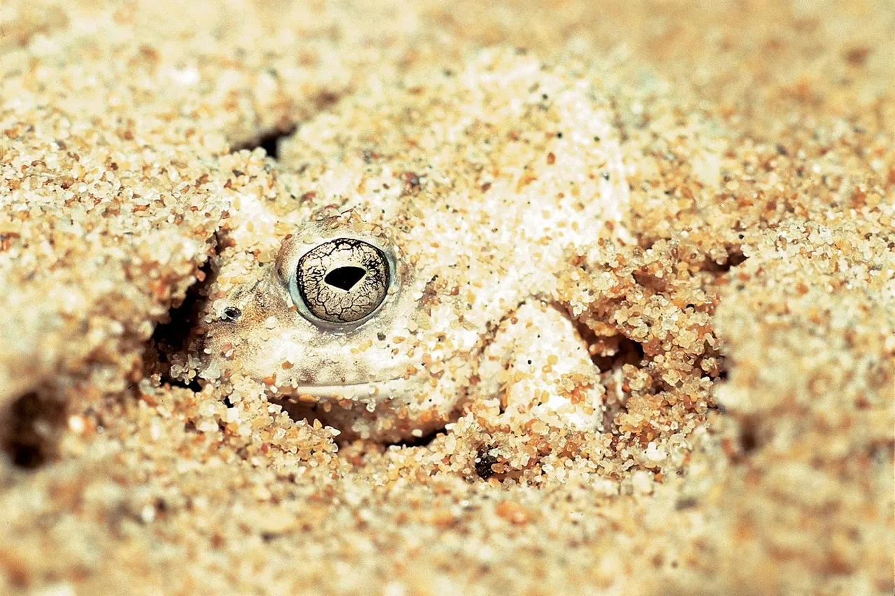 Cape Sand frog 4 Tomopterna delalandii
