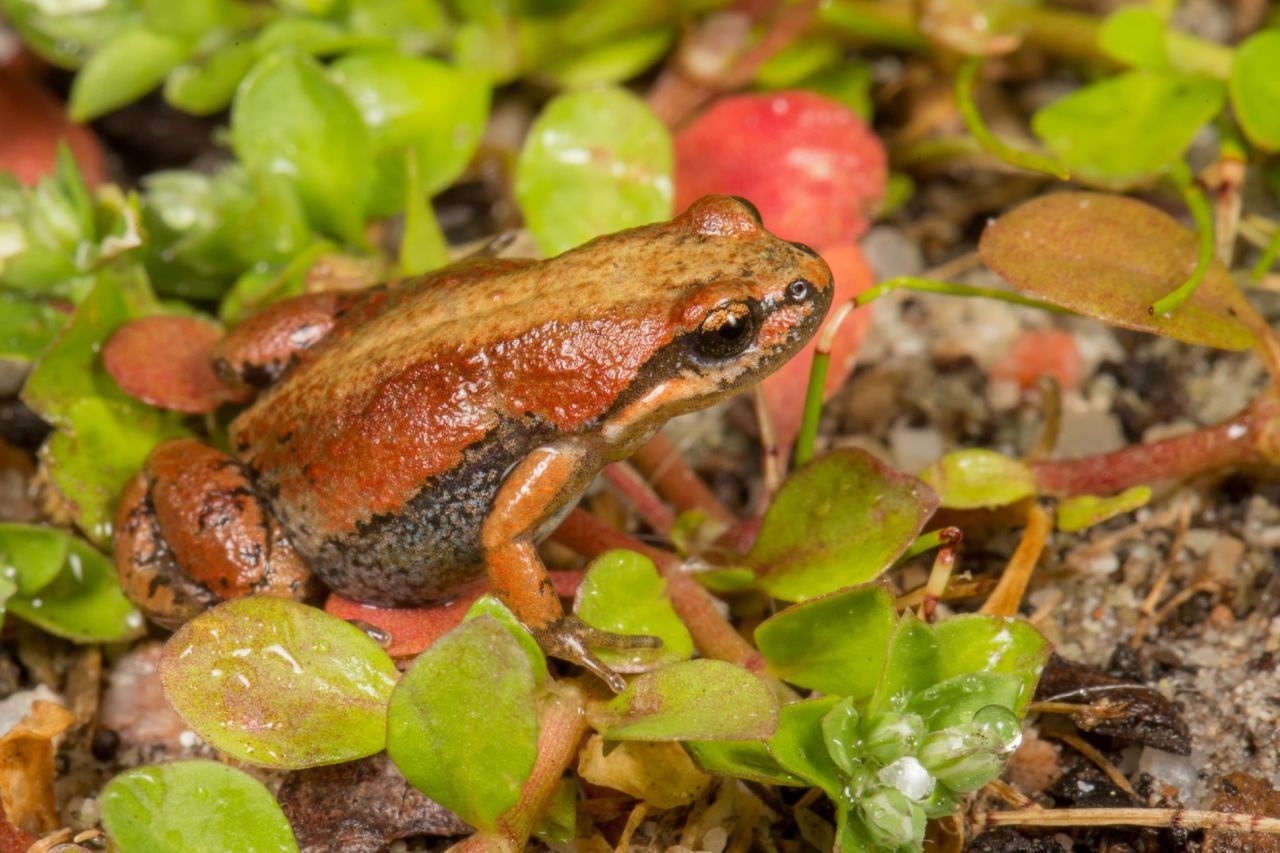 Cacosternum platys IMG 5270 Luke Verburgt