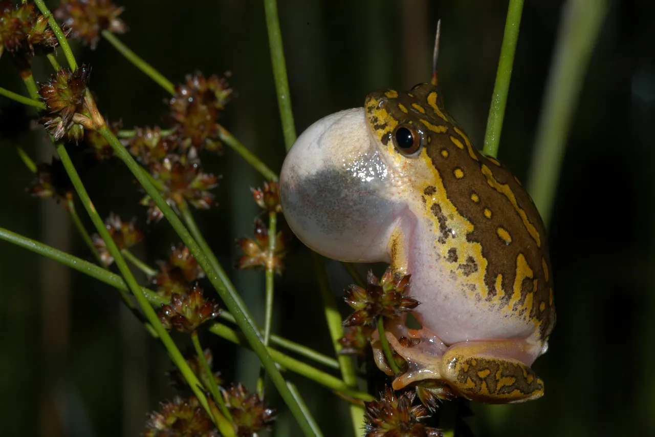 Painter Reed frog 11 Hyperolius marmoratus