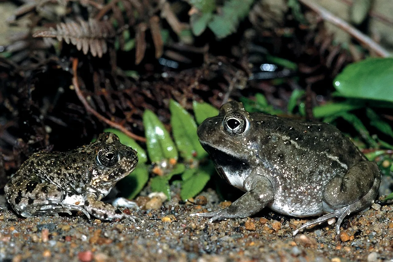 Cape Sand frog 5 Tomopterna delalandii