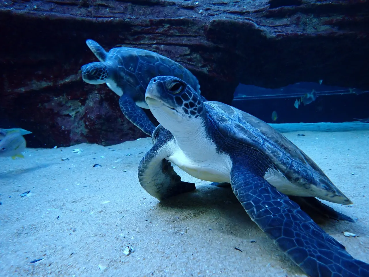 Happy World Turtle Day: Let’s learn about the threats that face sea turtles!