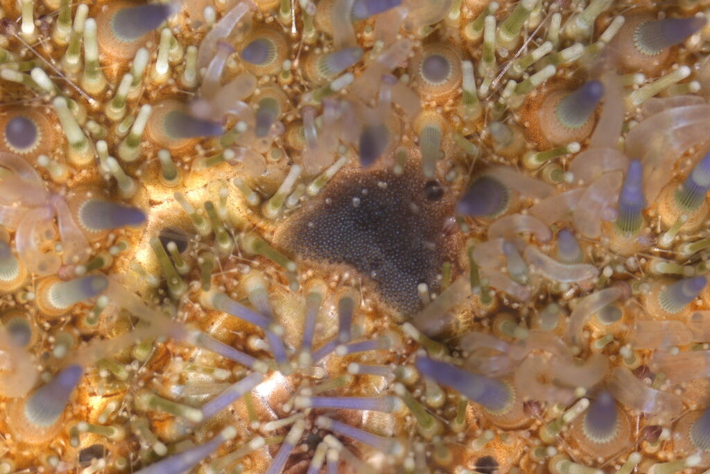 Two Oceans Aquarium | Microscopic marvel: a very close look at sea…
