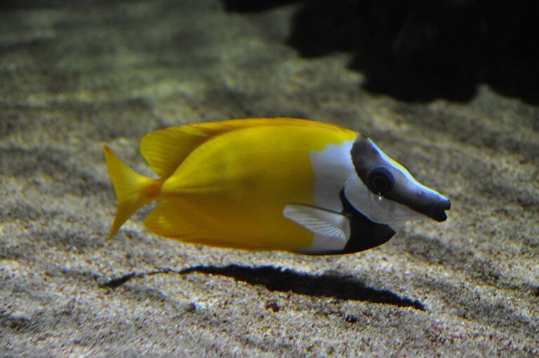 Two Oceans Aquarium | Foxface rabbitfish