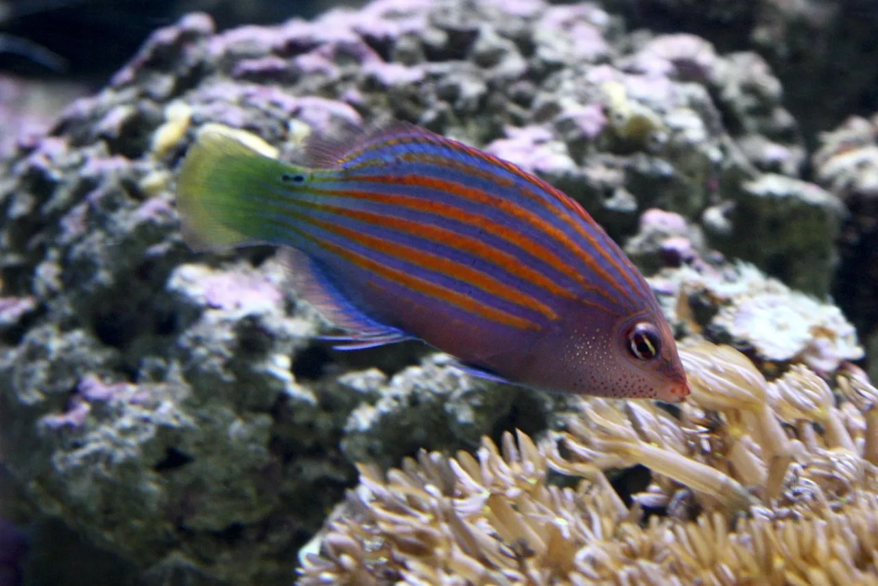 Sixline wrasse