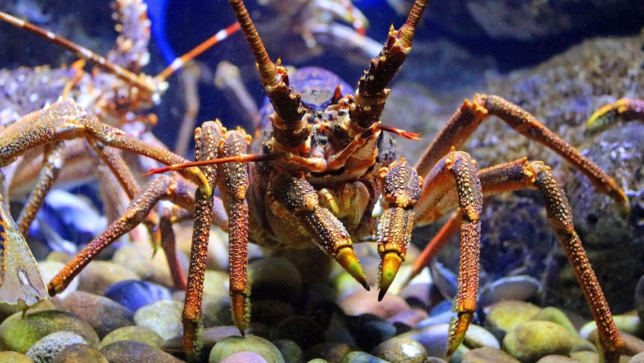 St Paul rock lobster