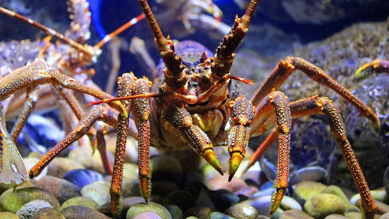 St Paul rock lobster