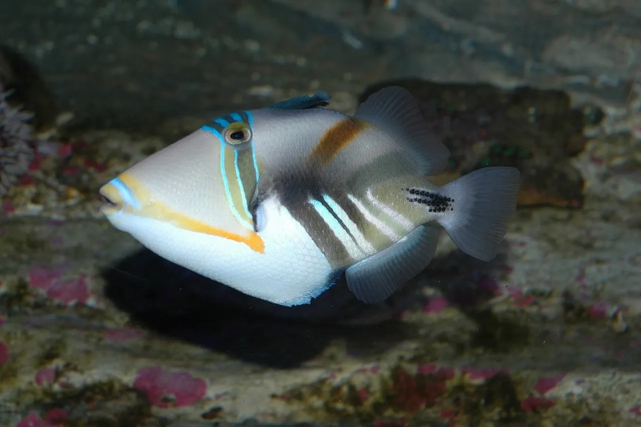Picasso triggerfish