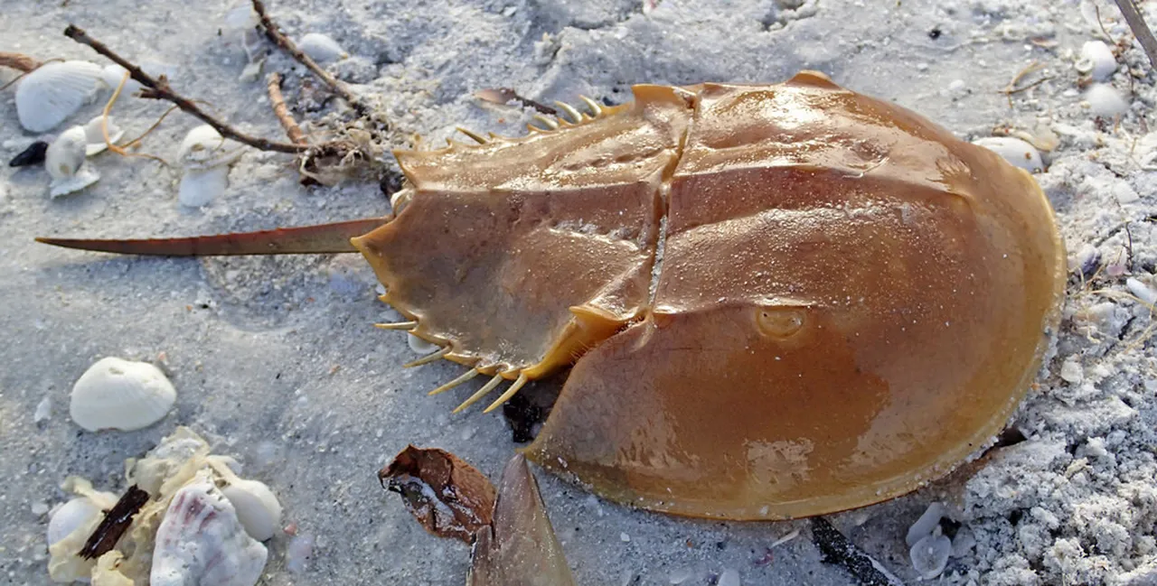 Atlantic horseshoe crab