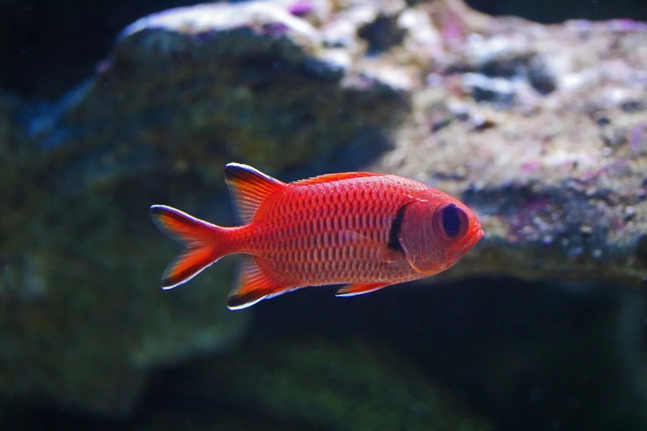 Myripristis murdjan SE 1