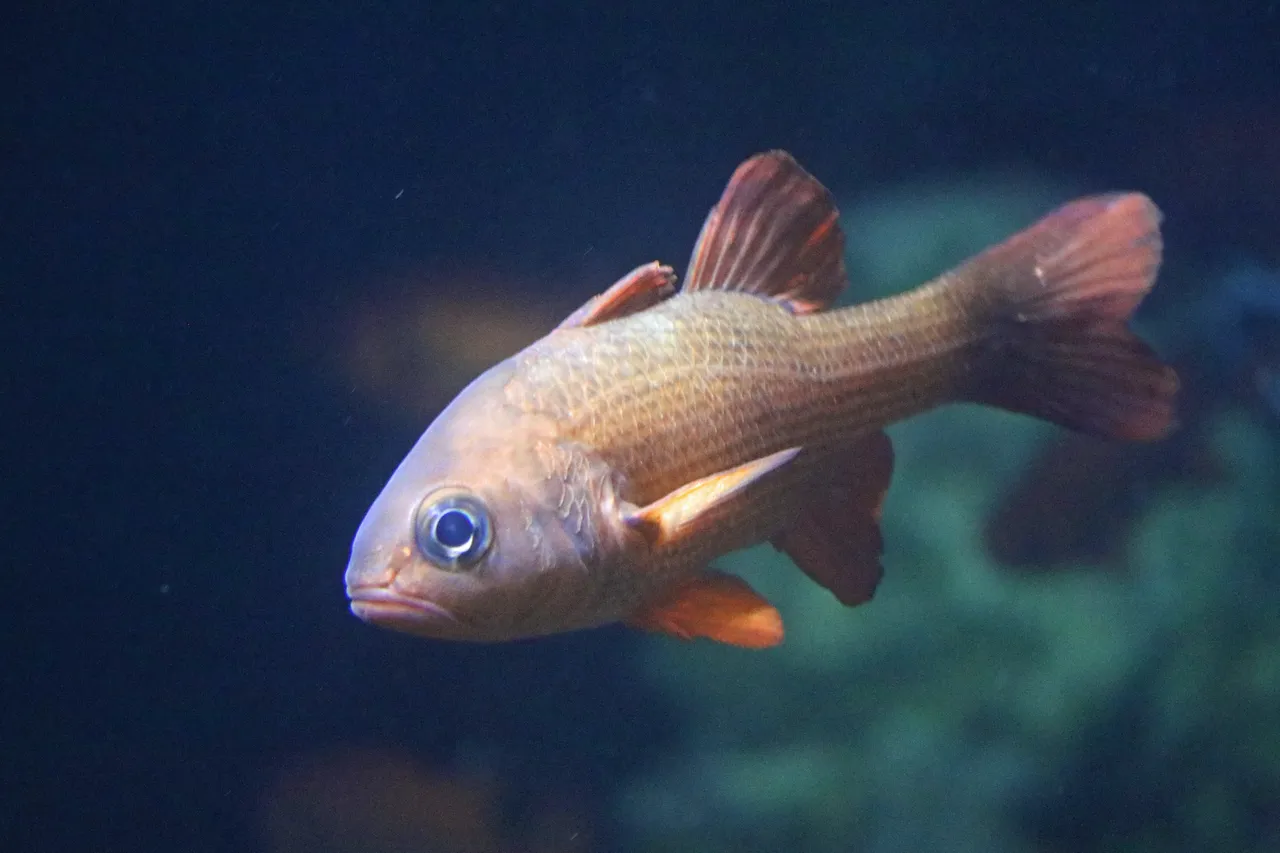 Smallscale cardinal Lepidamia multitaeniata in Midnight Zone