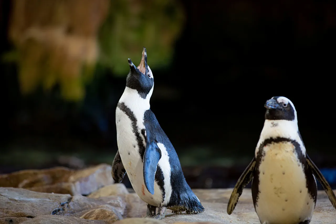 Best facts about the iconic African penguin