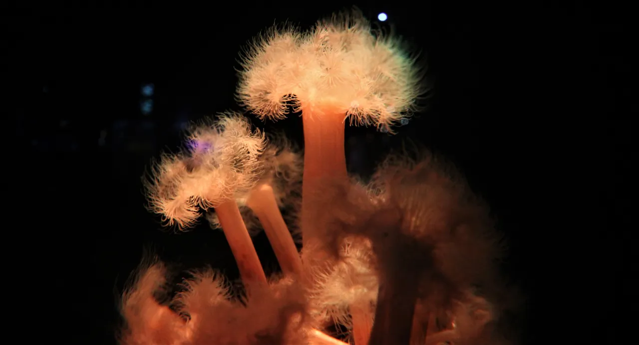Feather-duster anemone