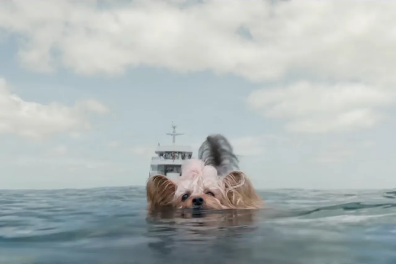 The Meg yorkie