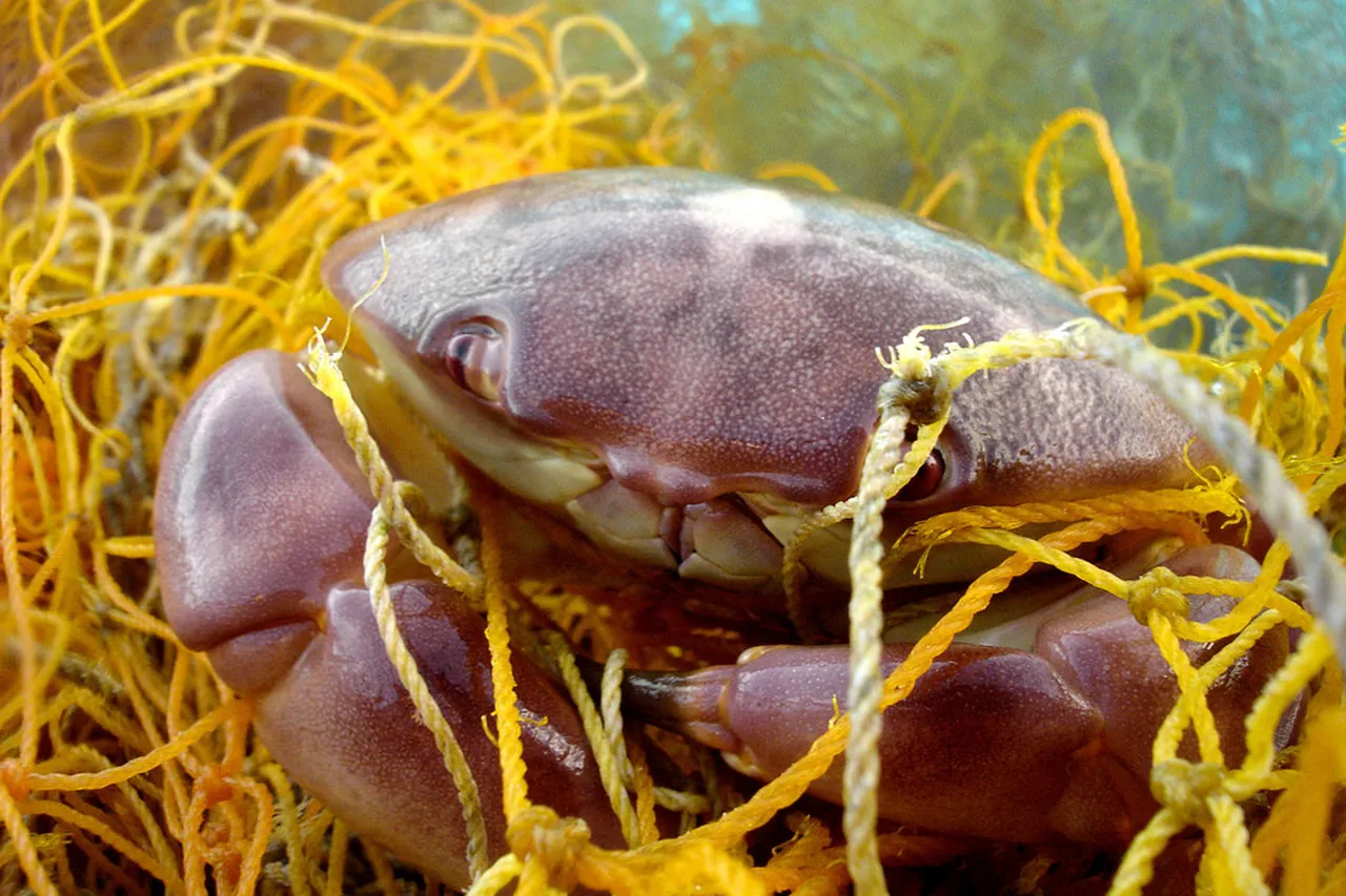 16686942798 010e423e79 b