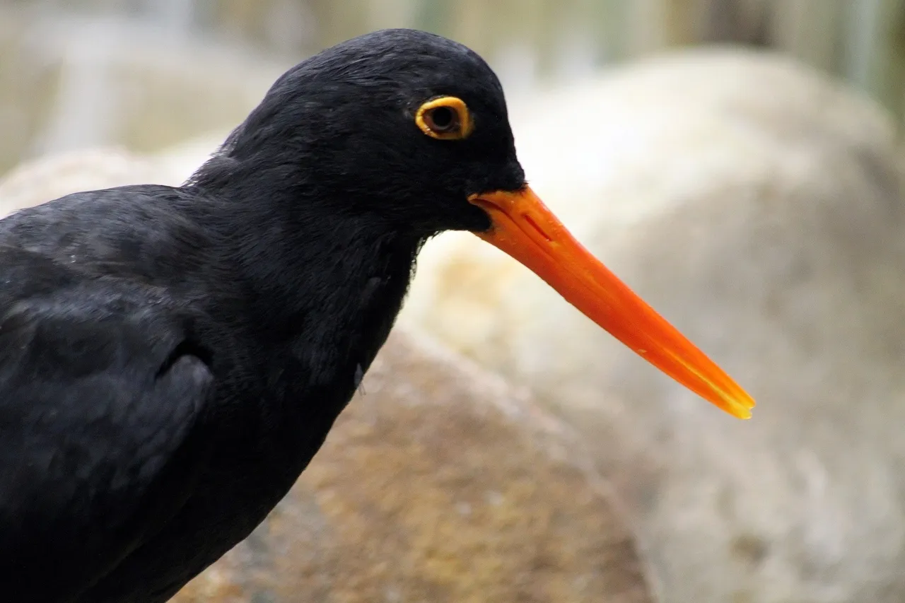 14207919155 84542cd722 o