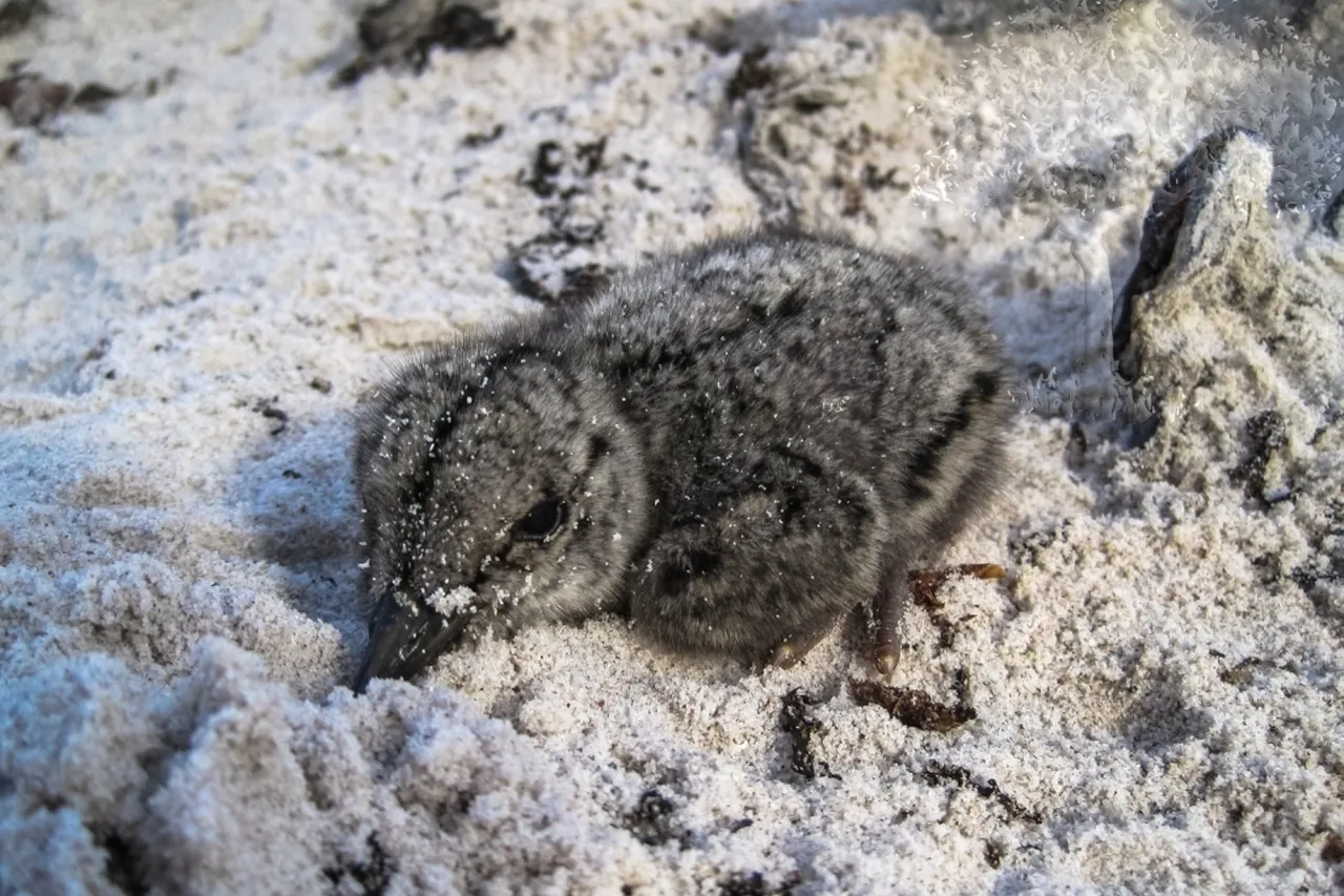 African Black Oystercatcher chick