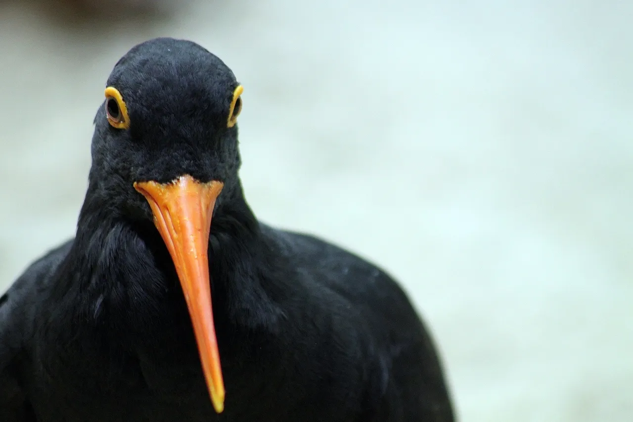 14207762094 63213e58d5 o