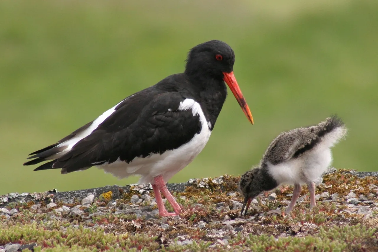 511910343 370c99b126 o