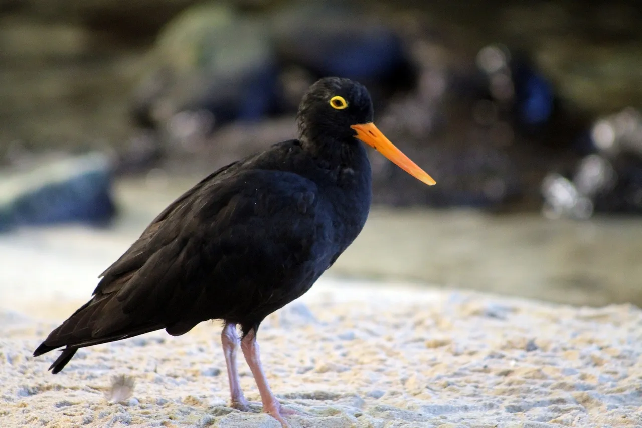 8752866725 5d4c06d7d8 o