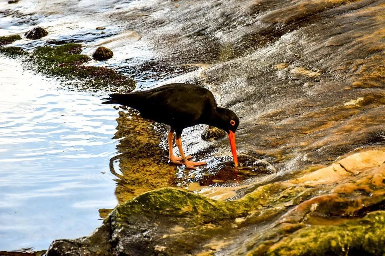 2017 03 23 17 16 46 1476916654805804774 2oceansaquarium