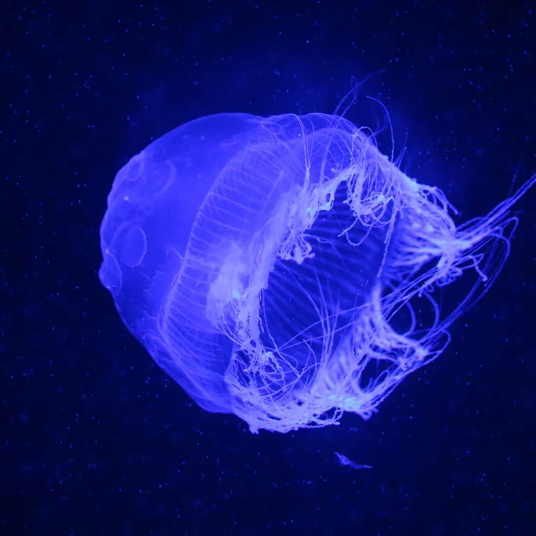 Jellyfish
