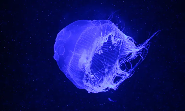 Jellyfish