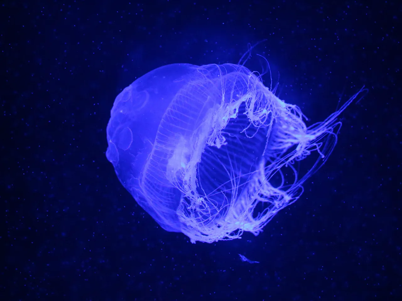 Jellyfish