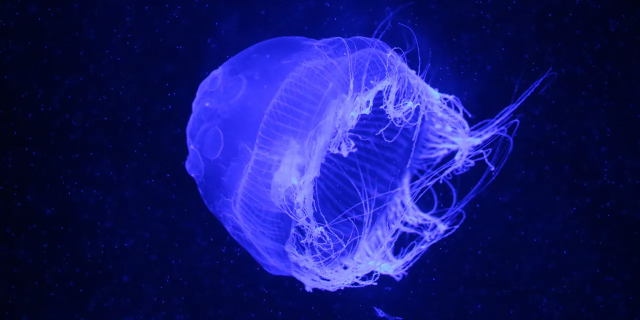 Jellyfish