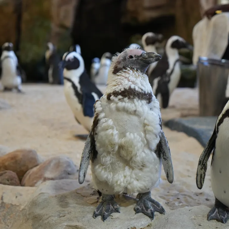 Penguin Exhibit
